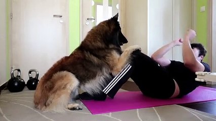 Dog Helps His Owner With Quarantine Workout
