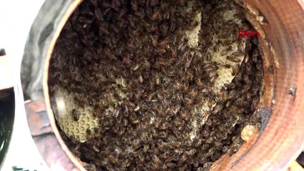 BİTLİS Arıcılar yaylalara çıkmaya başladı