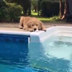 Baby Animal Funny Cats and Dogs Videos Compilation