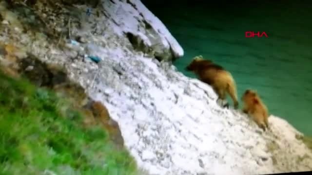 ERZURUM Çoruh Nehri'nde su içen boz ayılar vatandaşlar tarafından görüntülendi