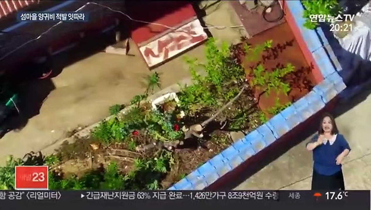 끊이지 않는 도서지역 양귀비 재배…"형사처벌 대상"