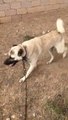 ANADOLU COBAN KOPEGi ile OGLEN GEZiNTiSi - ANATOLiAN SHEPHERD DOG with WALK