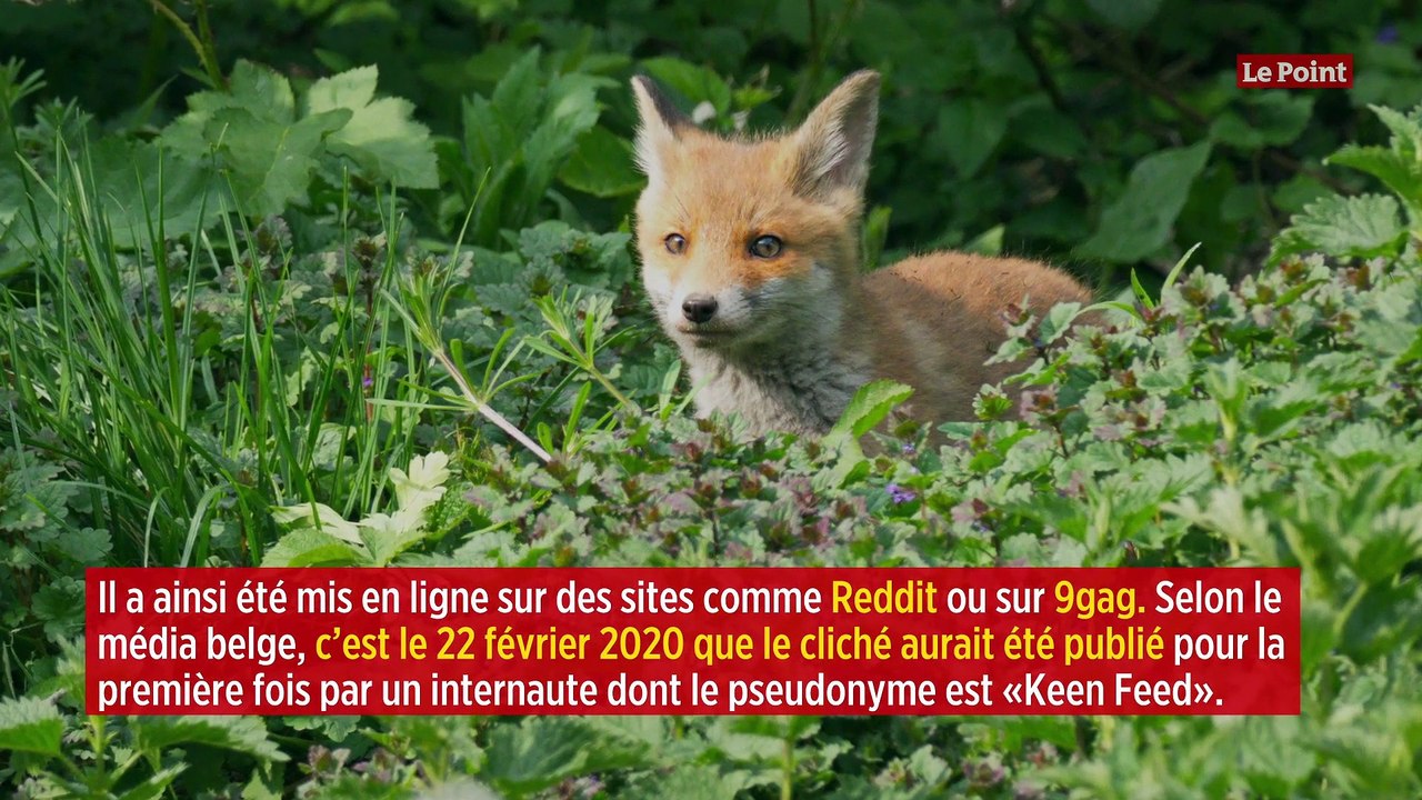 Un « renard de feu » affole Internet