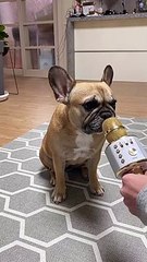 Découvrez le petit show de ce bouledogue français chantant sur un micro.