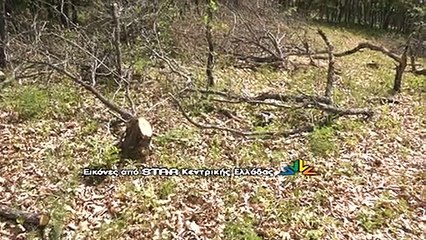 Παράνομη υλοτομία στο δάσος της δυτικής Φθιώτιδας