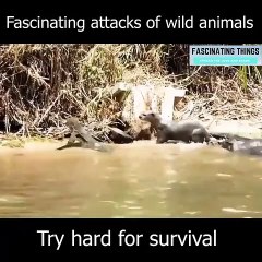 Animal Competitions.Try Hard For Survival | CollBold