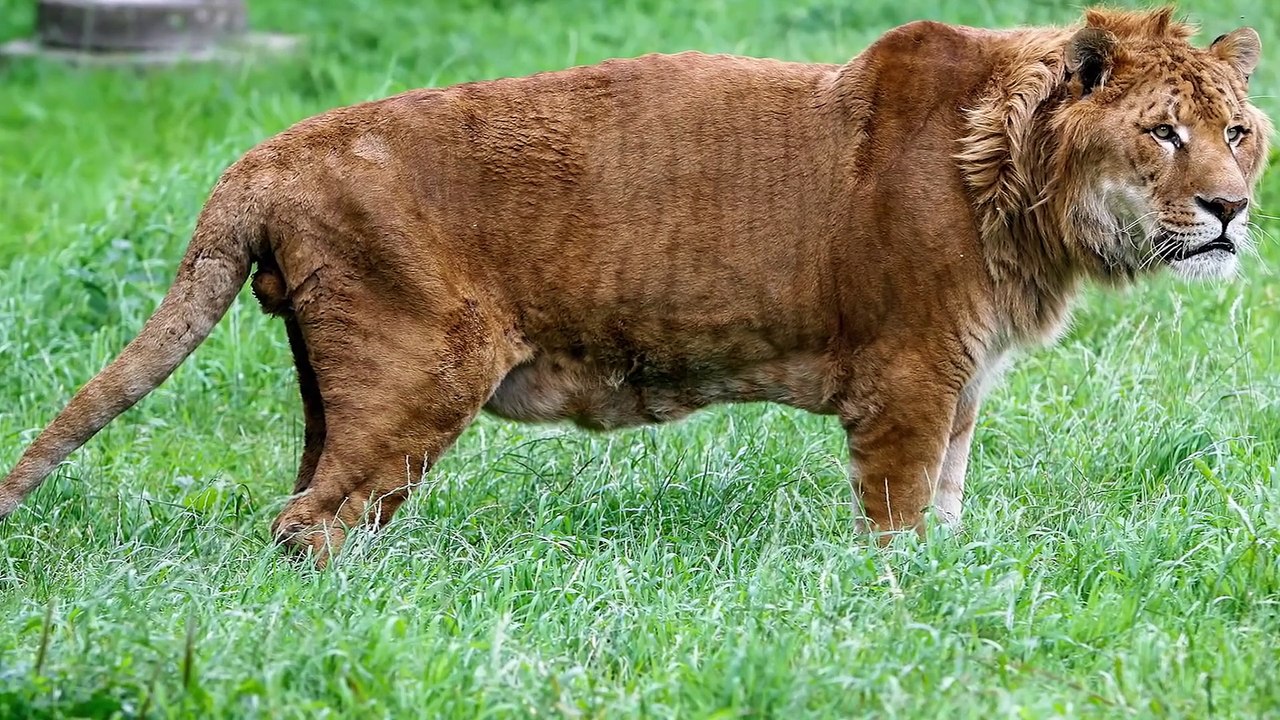 10 Unusual Animal Hybrids that Actually Exist | CollBold