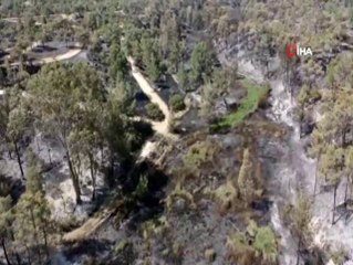 KKTC'deki yangında 800 yıllık zeytin ağaçları yandı