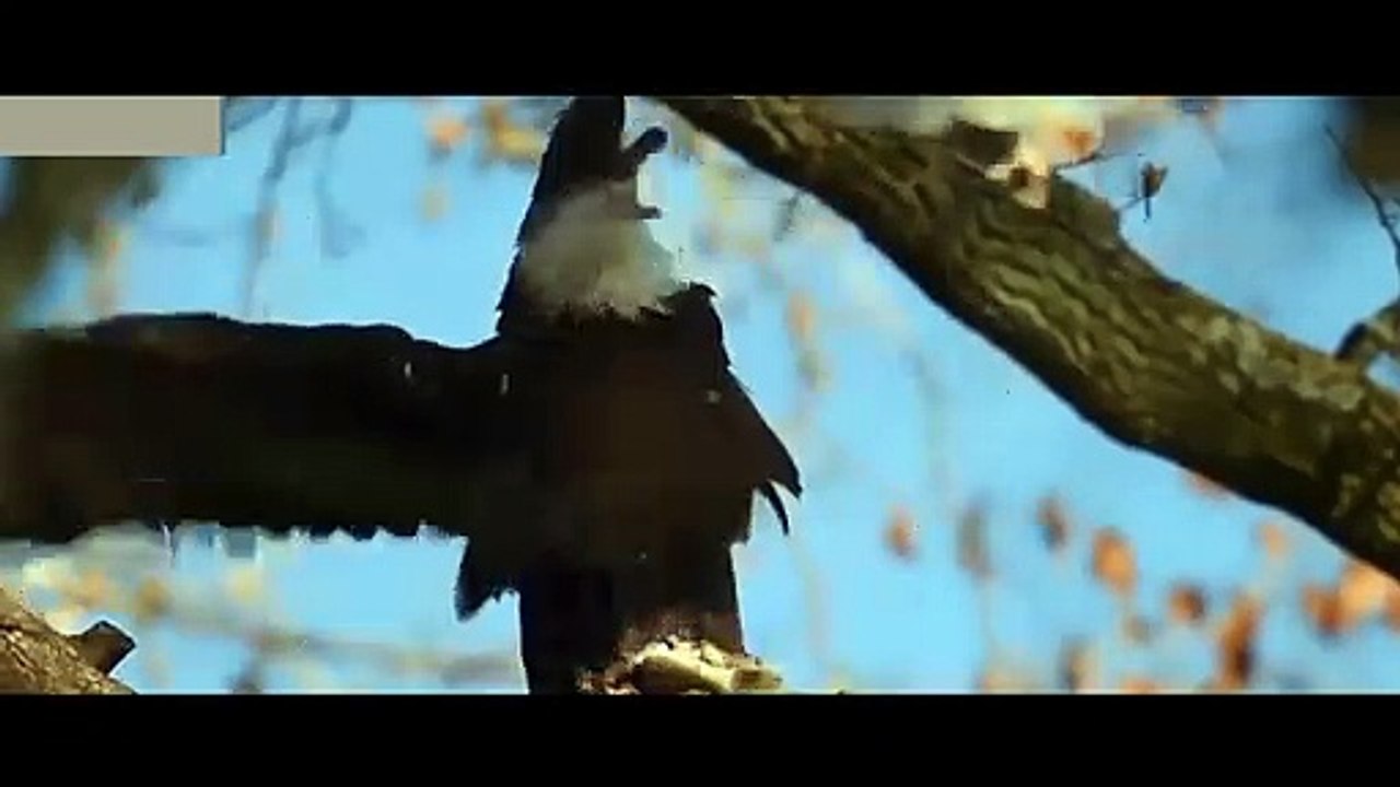Aguila VS Perro