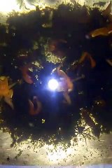Under water Spider . Your eyes are powerful if you find spider in this video