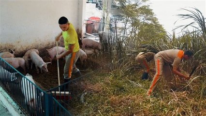 Innovative Haftanstalt in Kolumbien: Landwirtschaft statt Gitter 🌱