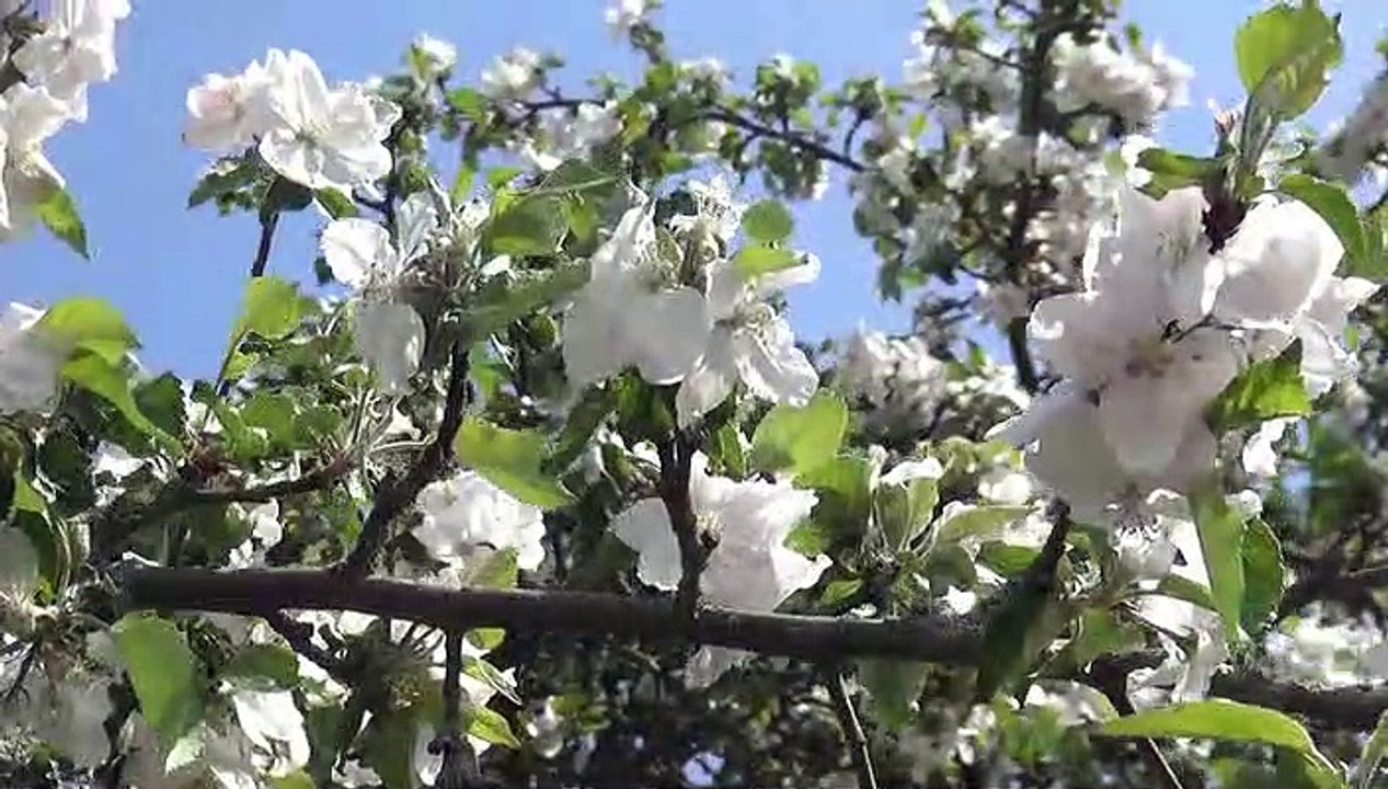 Natur pur: 'Apfelblüte'