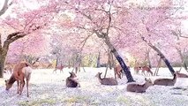 Des cerfs se reposent sous les cerisiers en fleurs dans un parc japonais