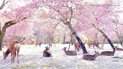 Des cerfs se reposent sous les cerisiers en fleurs dans un parc japonais