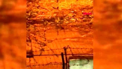 MUĞLA Yaban domuzu sürüleri Marmarislilerin ilgi odağı oldu