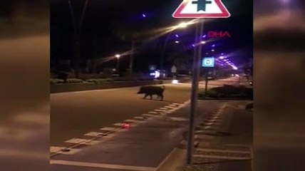 Yaban domuzu sürüleri Marmarislilerin ilgi odağı oldu