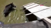 MUĞLA Yaban domuzu ve 6 yavrusunu düştükleri havuzdan itfaiye kurtardı