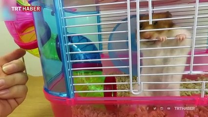 Bilim insanları araştırdı: Maske virüsün yayılmasını yüzde 60 azaltıyor