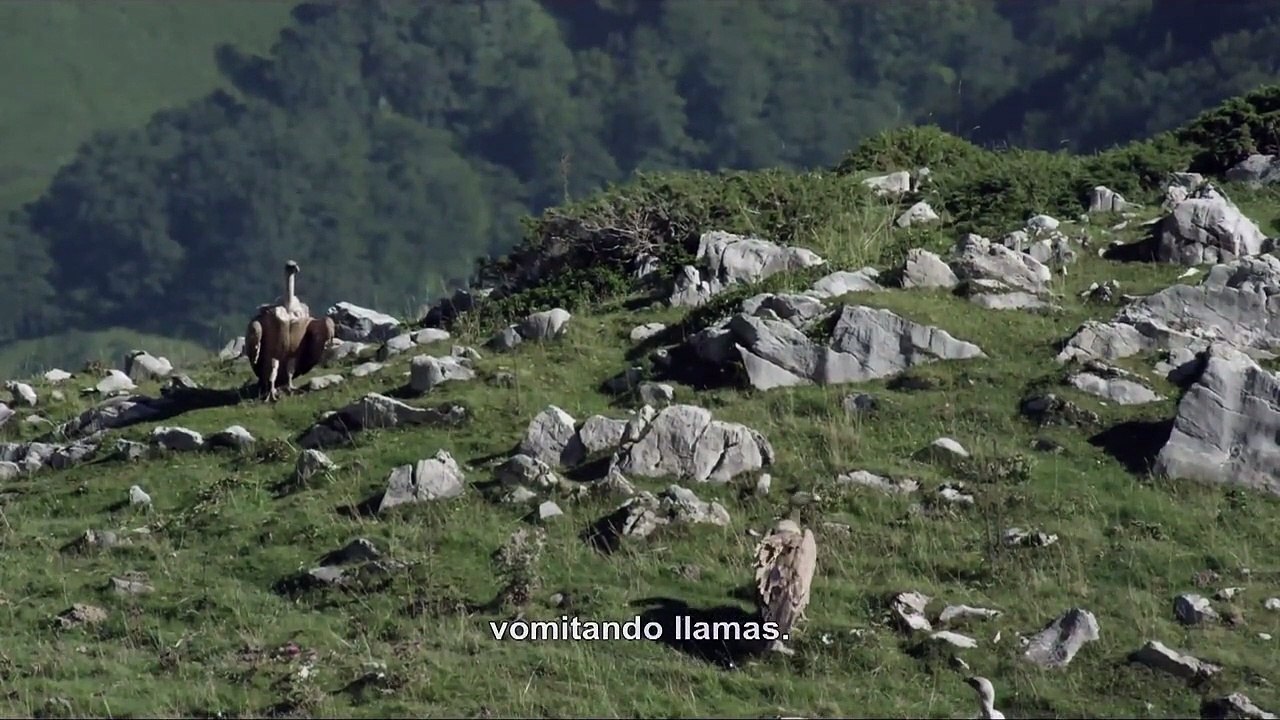 Xora - Tráiler