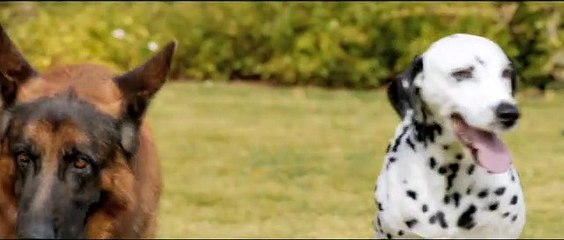 Pancho. El perro millonario - Teaser tráiler