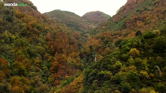 Cantábrico. Los dominios del oso pardo - Tráiler