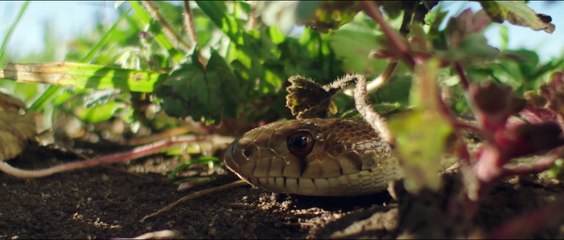 Mi gran pequeña granja - Tráiler español (doblado)