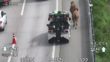 도축장 가던 트럭 넘어져...고속도로에 소 빠져나와 / YTN