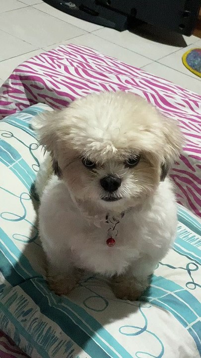 Grumpy Pup Wants to Play