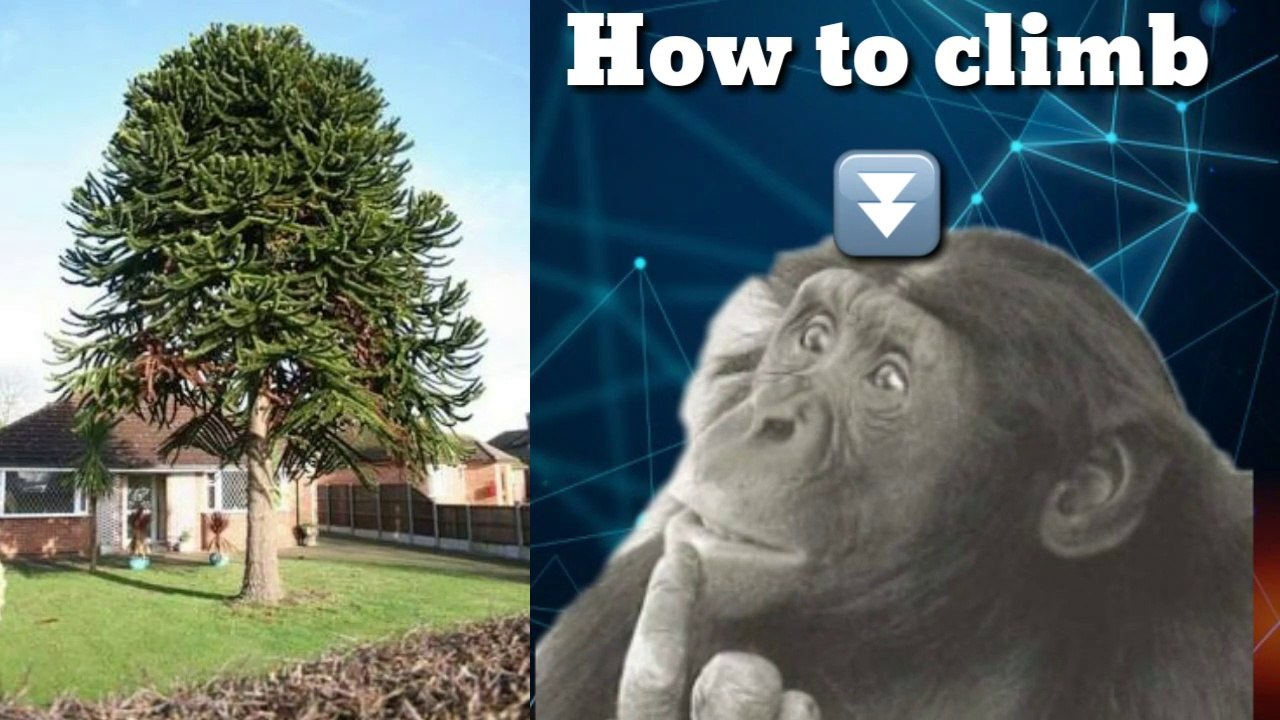 SOME STRANGE PLANTS FOUND IN THE WORLD | DRAGON'S BLOOD TREE | GARANDIDIER'S BAOBAB | MONKEY PUZZLE TREE |FACTUALITY BY ADZAN |ADZAN ALAM