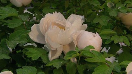 Facts About Flowers: Peony Edition