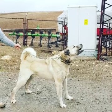 DUZGUN FiZiK SiVAS KANGAL KOPEGi - KANGAL SHEPHERD DOG