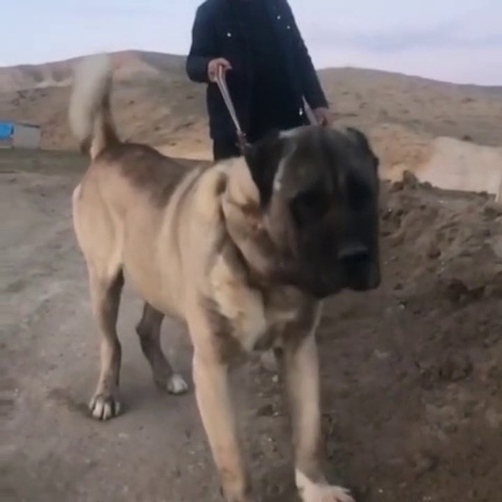 DEVMi DEV ANADOLU COBAN KOPEGi - GiANT ANATOLiAN SHEPHERD DOG