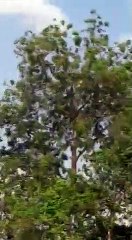 जिले के क्षेत्र में दिनभर चला टिड्डी दल का मूवमेंट निपटने का तरीका बताया