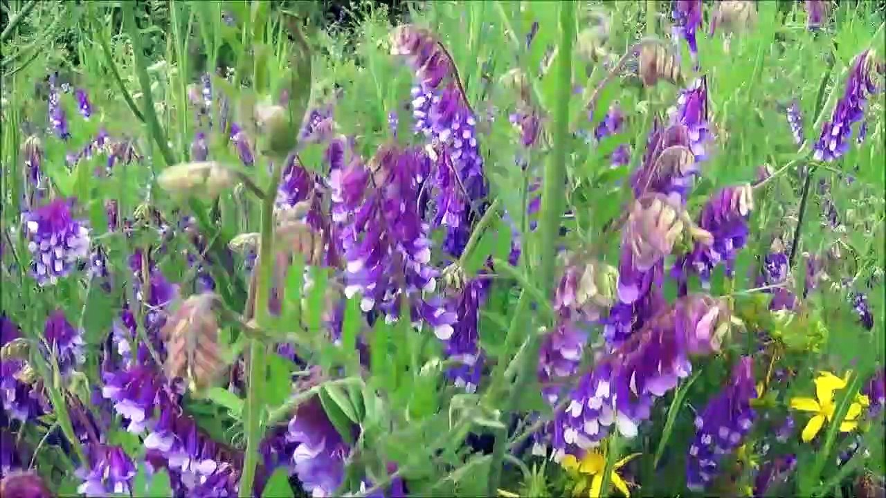 Serra da Estrela, Covilhã a 18-5-2020 nos sons de Dan Keller '_)))
