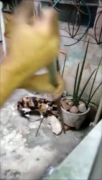 Ce rat échappe au chat d'une façon géniale