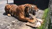 Ne pas déranger un tigre qui mange... Impressionnant