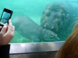 Ce bébé hippopotame vient dire bonjours aux visiteurs de ce zoo... adorable