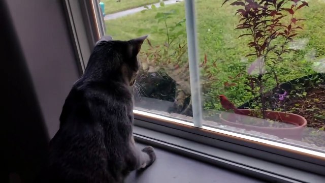 Cet oiseau vient narguer le chat à la fenêtre... Tellement drôle
