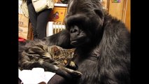 Belle amitié entre un chat et un gorille
