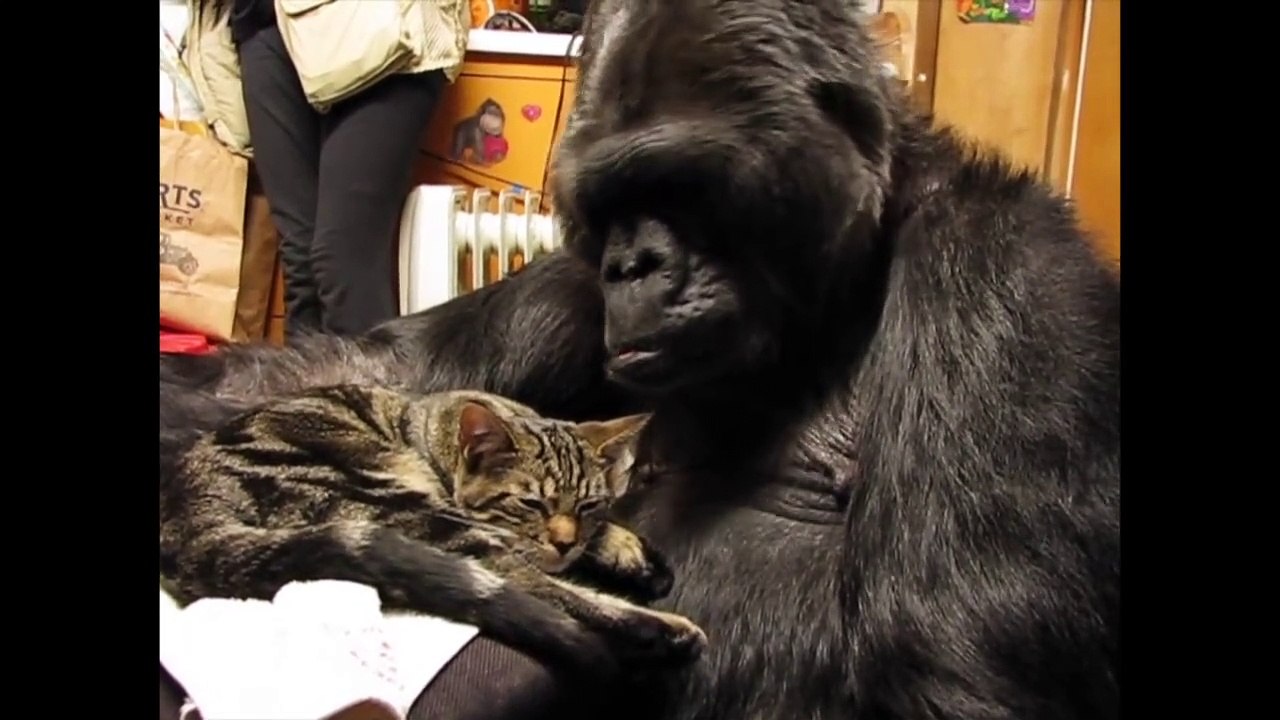 Belle amitié entre un chat et un gorille
