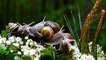 Secret Life of Snail | Snail move | | Garden Sanil | | Snail food | | Snail eating |