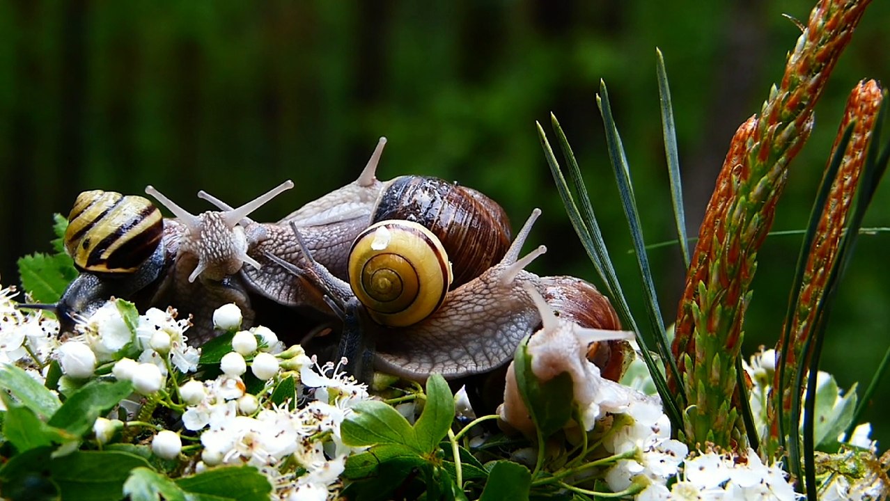 Snail move 3 : animal video, Snail move 3 : Animal Video