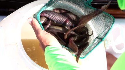 La casa del Patí - Pesca de Bagre gigante! Fishing show con Matías Jalil