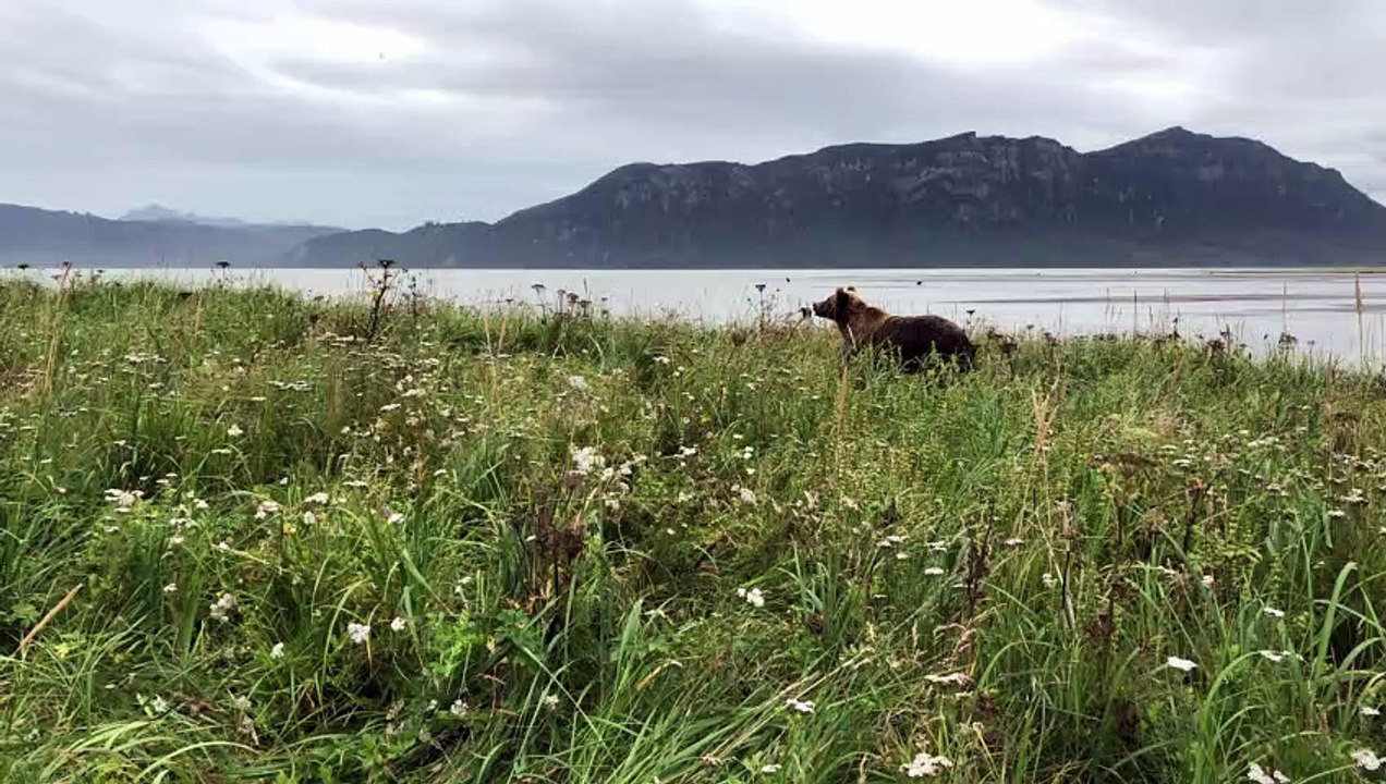Close Encounter with a Mama Grizzly in Alaska