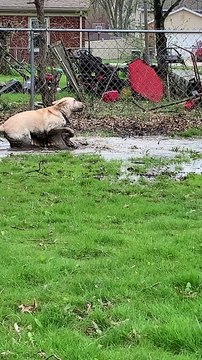 Mom on Zoom Meeting Can't Stop Lab from Puddle Splashing