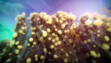 Large Colorful Jellyfish in Indonesia