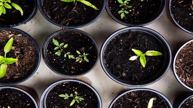 kalonji khane ke fayde aur tarike - black seeds benefits in urdu