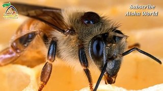 मधुमक्खी के कई पेट होते हैं। || वैज्ञानिकों को अब पता चला, कुरान ने 1400 साल पहले ही बता दिया था।