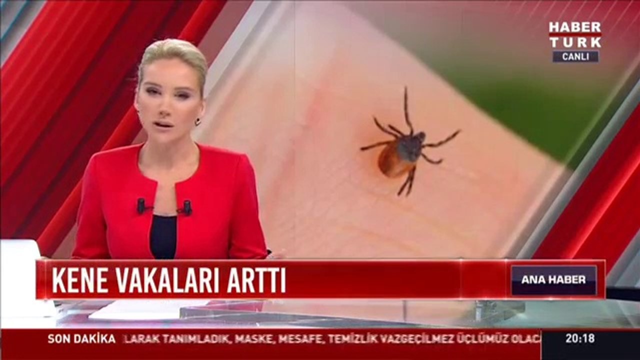 Kene vakaları geçen senelere göre 7 kat arttı! Kene ısırmasında ne yapılır?