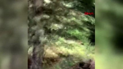 BOLU Geyik aniden yola atladı, o anlar kameraya yansıdı